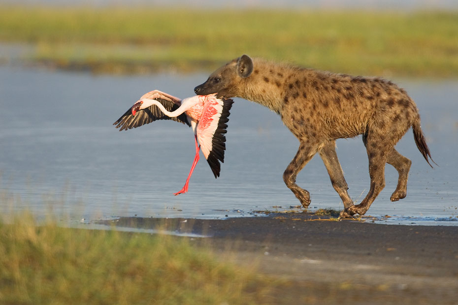 Vogelmörder