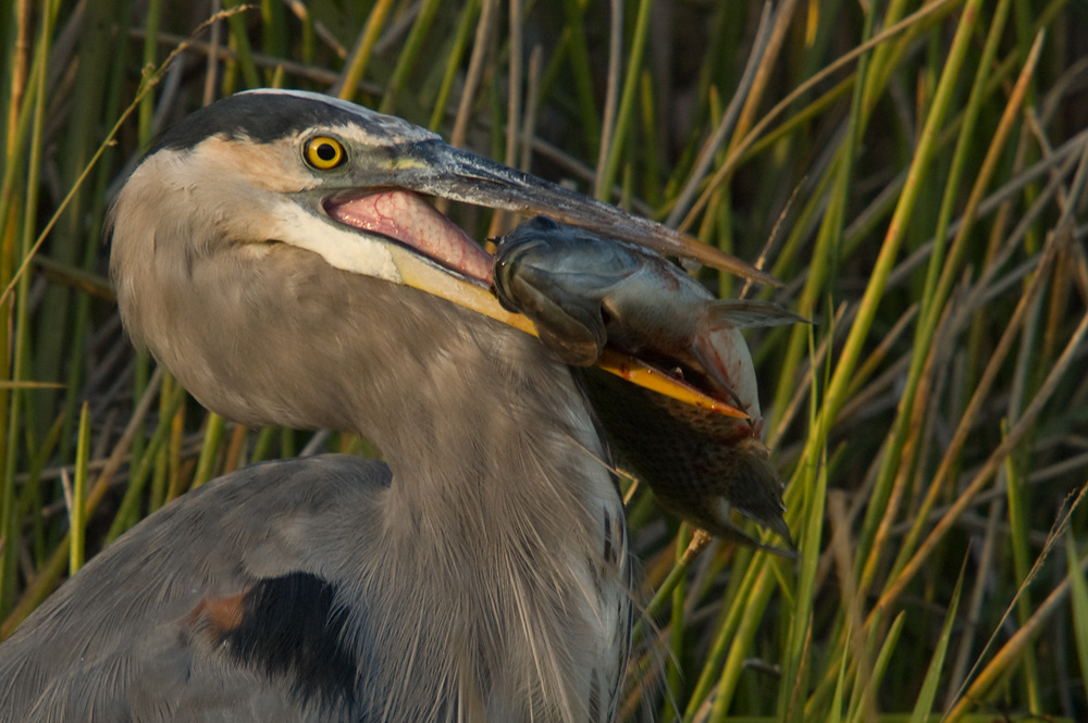 Kanadareiher (Ardea herodias)