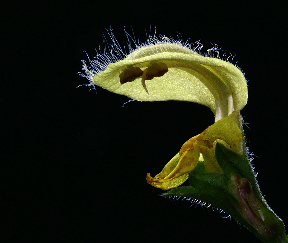 Lamium galeobdolon