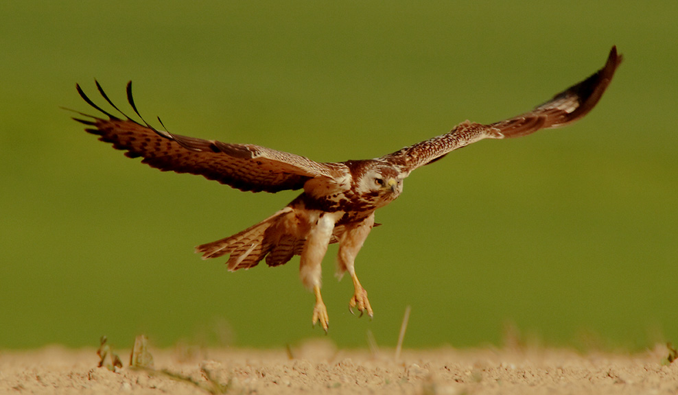 Mäusebussard