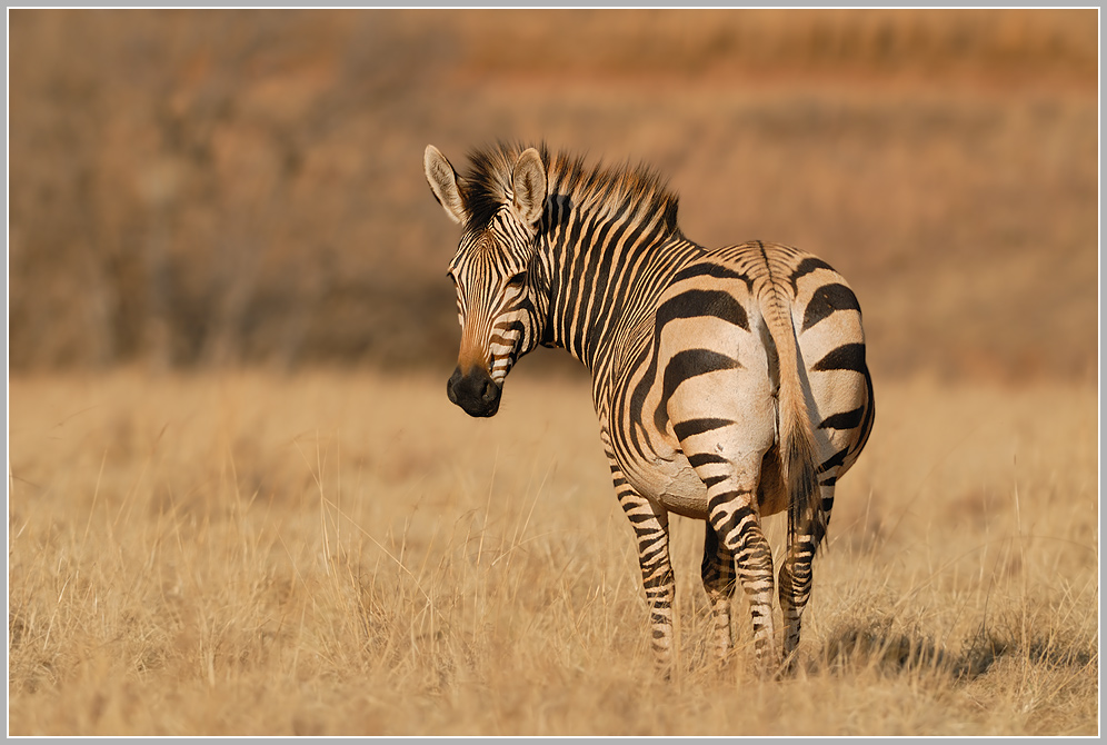 Steppenzebra (Equus quagga)