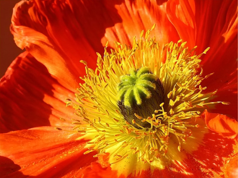 Pollen pur