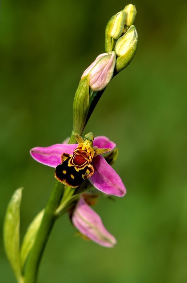 Bienen-Ragwurz