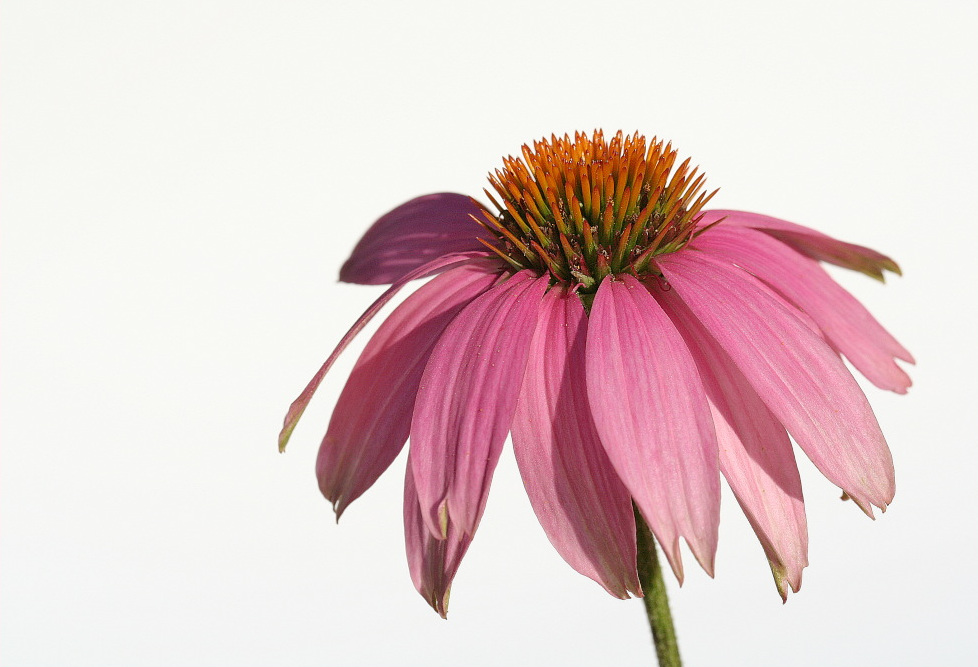 Echinacea