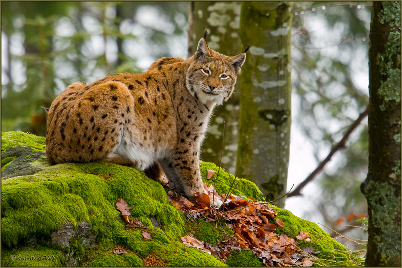 Luchs