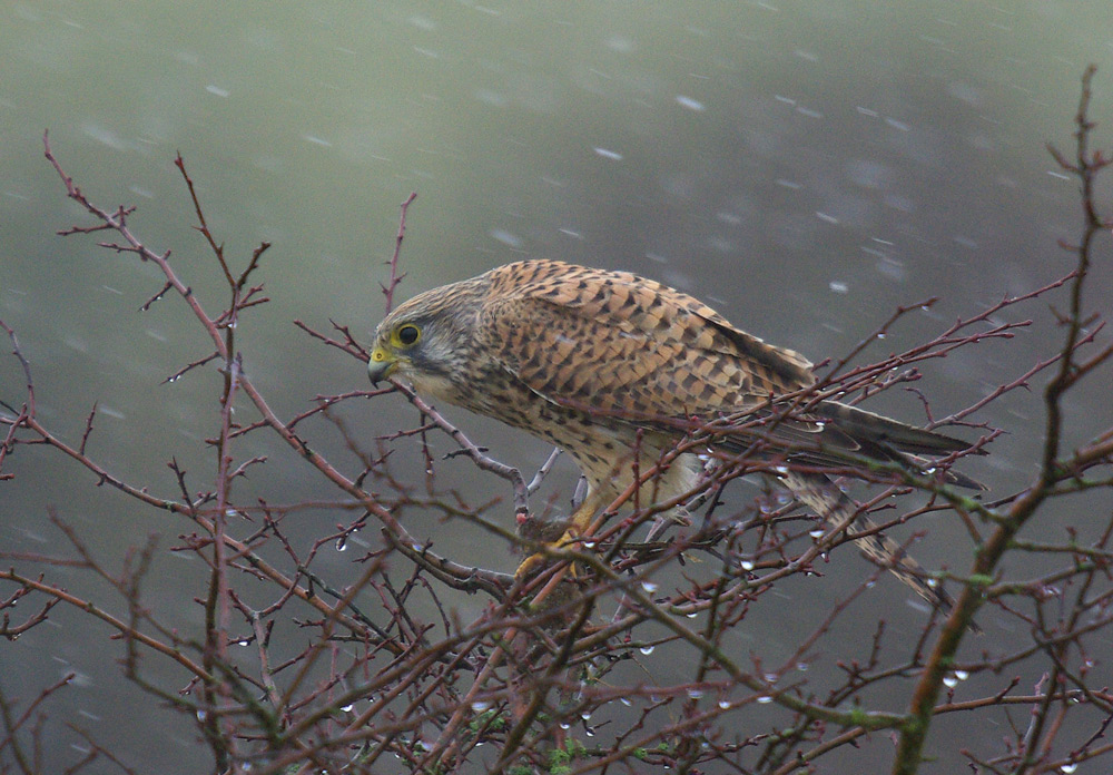 Turmfalke mit Beute