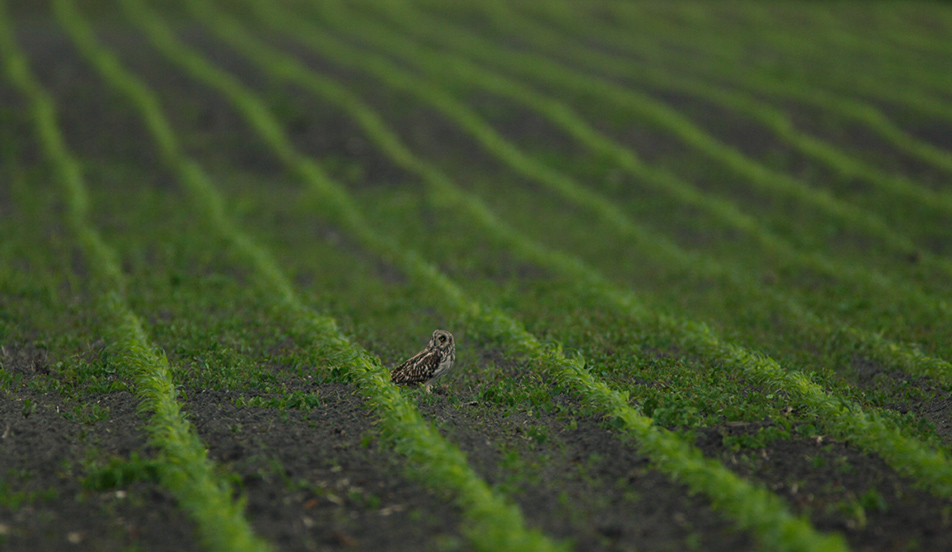 Maisfeld mit Sumpfohreule