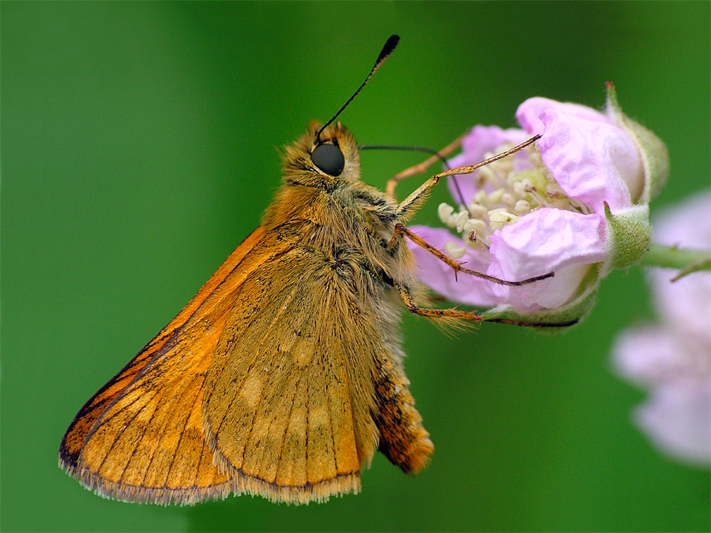 Rostfarbiger Dickkopffalter (Ochlodes venatus)