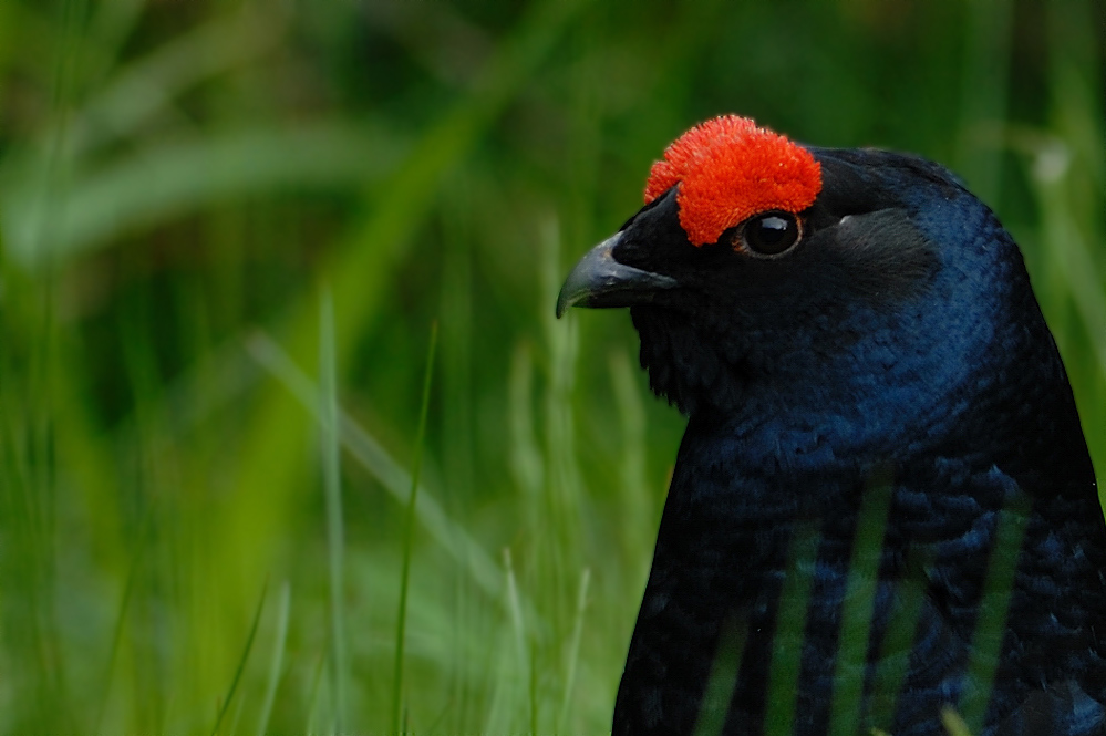 Birkhahn Portrait