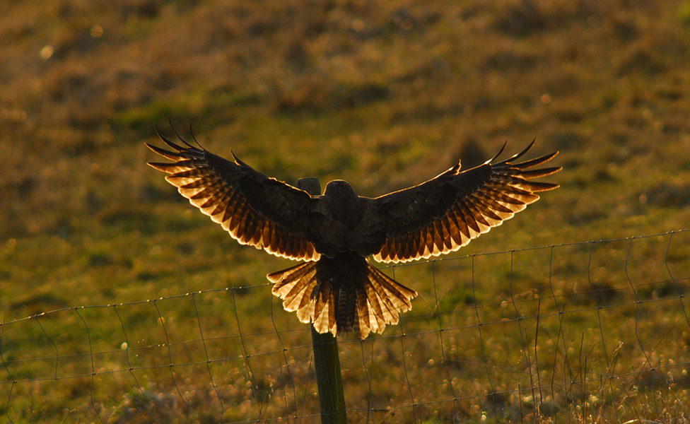 Mäusebussard (Buteo buteo) im Gegenlicht ND