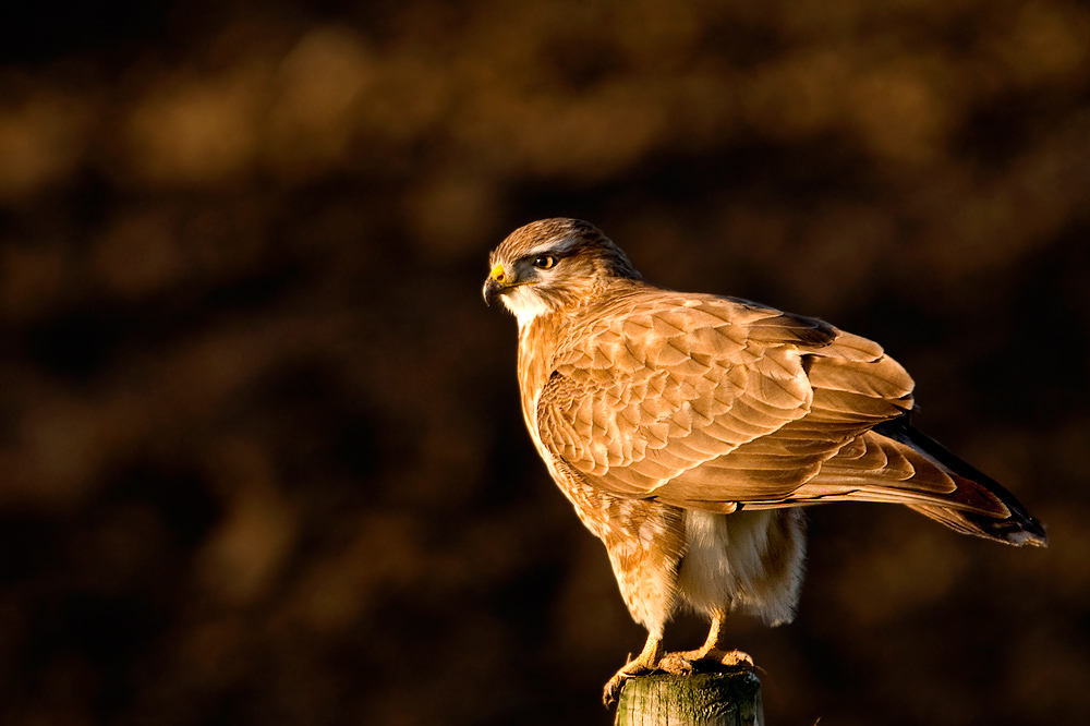 Bussard