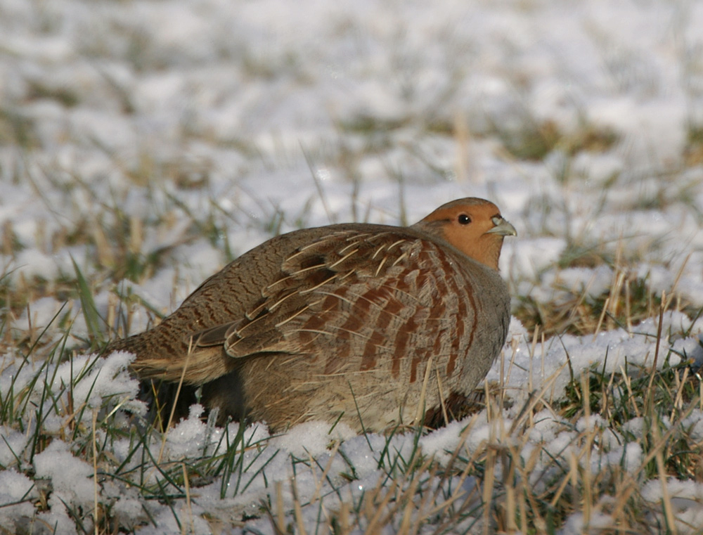 Rebhuhn im Schnee