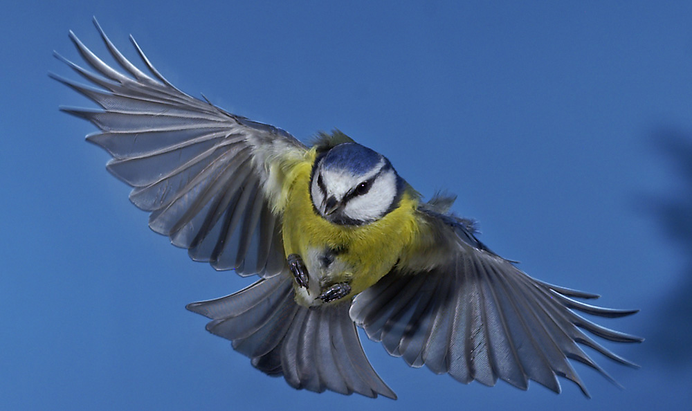 Blaumeise frontal