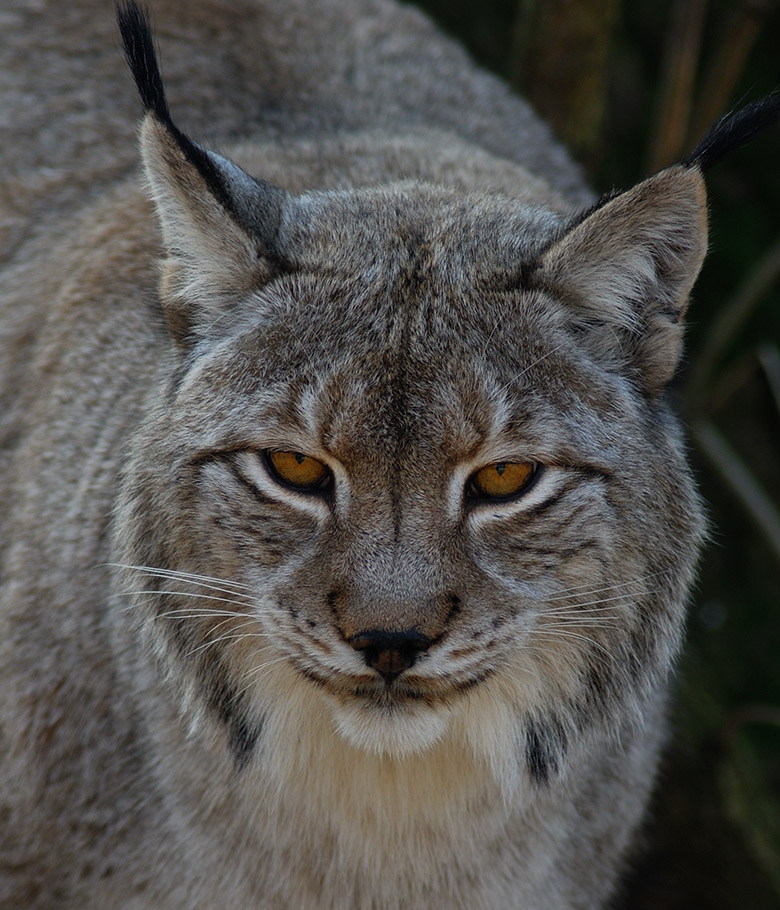 Luchs Porträt (Captiv)