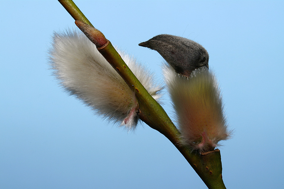 Salix viminalis