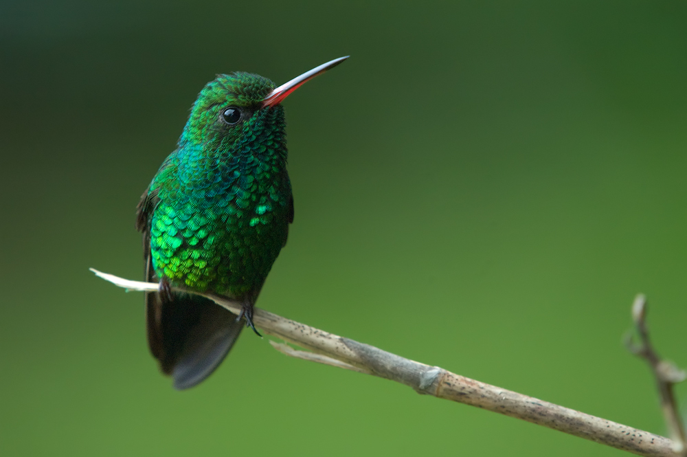 Gabelschwanzkolibri