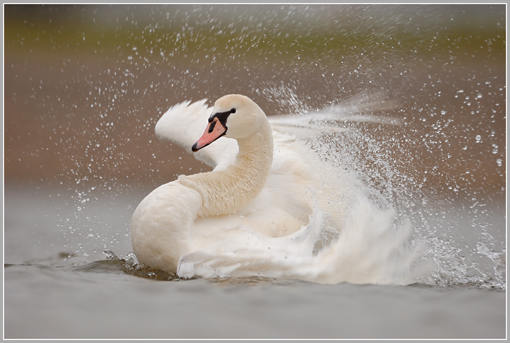 Höckerschwan (Cygnus olor)