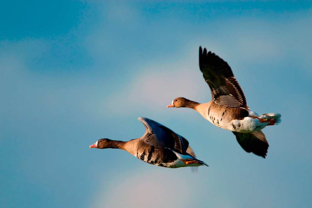 zwei Wildgänse im Flug