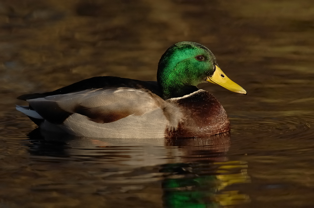 Stockenten - Männchen