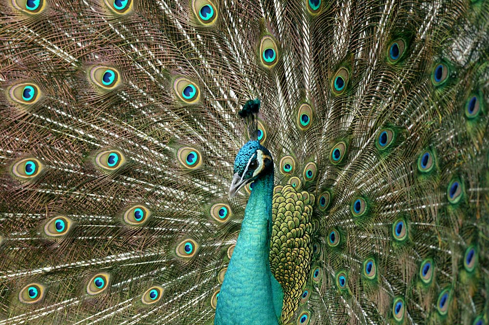 Balzender Pfau