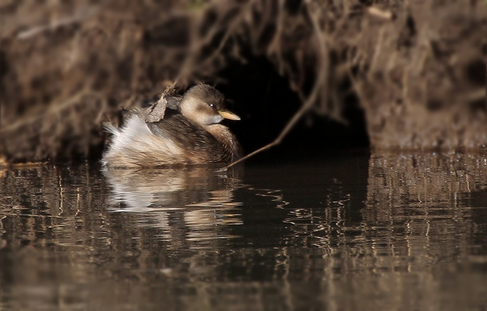 Zwergtaucher (Tachybaptus ruficollis)