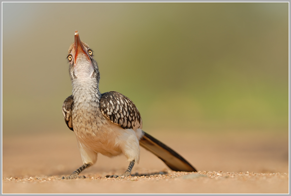 Rotschnabeltoko (Tockus erythrorhynchus)