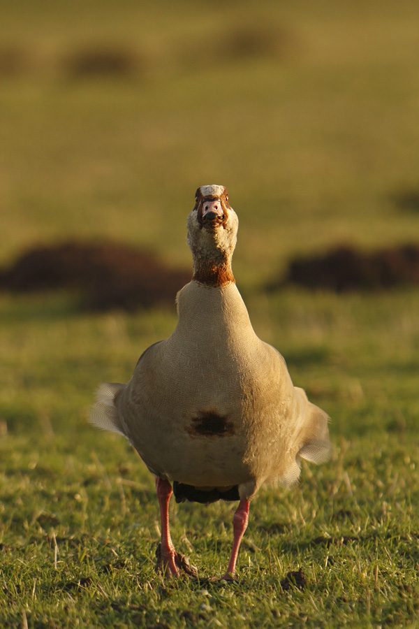 Was guckst Du?