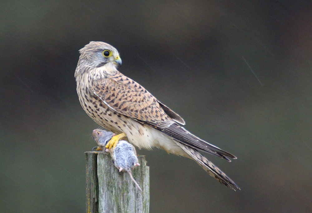 Turmfalke mit Beute