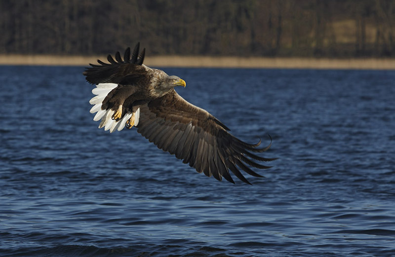 Seeadler gleitet über