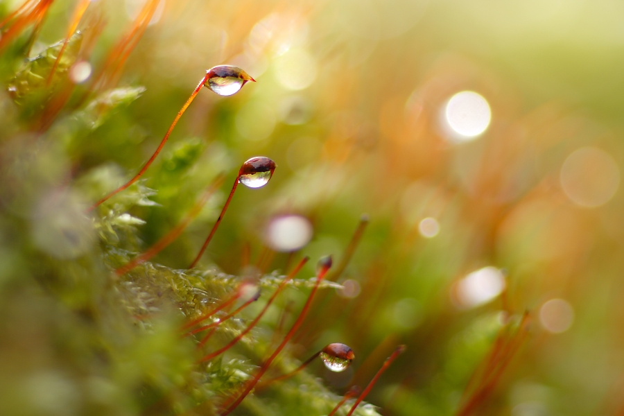 Nach dem Regen...