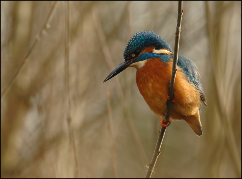 Eisvogel beim Ansitz