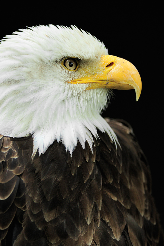 Weißkopfseeadler