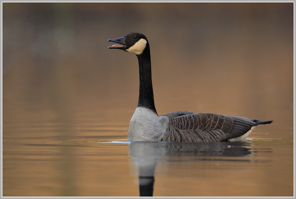 Kanadagans (Branta canadensis)