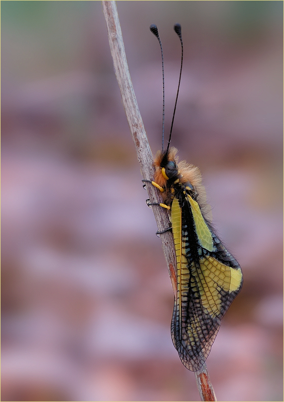 ~ Libelloides longicornis ~