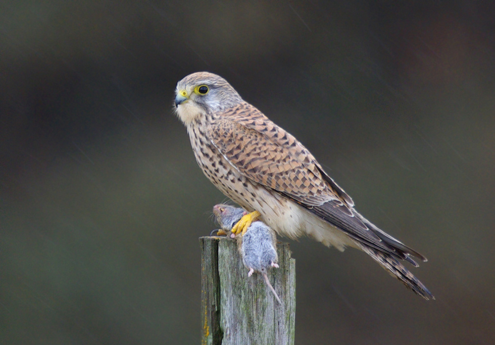 Turmfalke mit Beute 2. Versuch