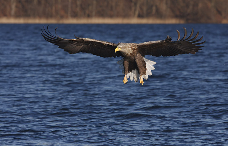 Seeadler gleitet über