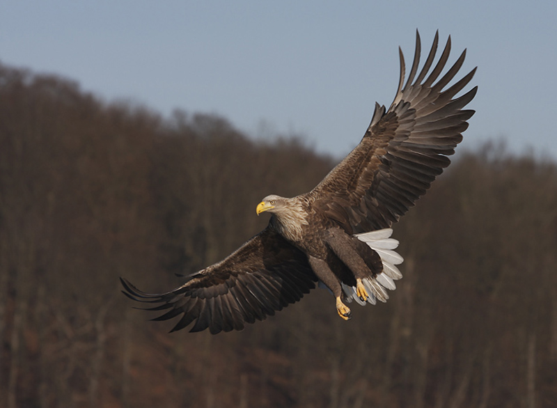 Nochmal ein Seeadler
