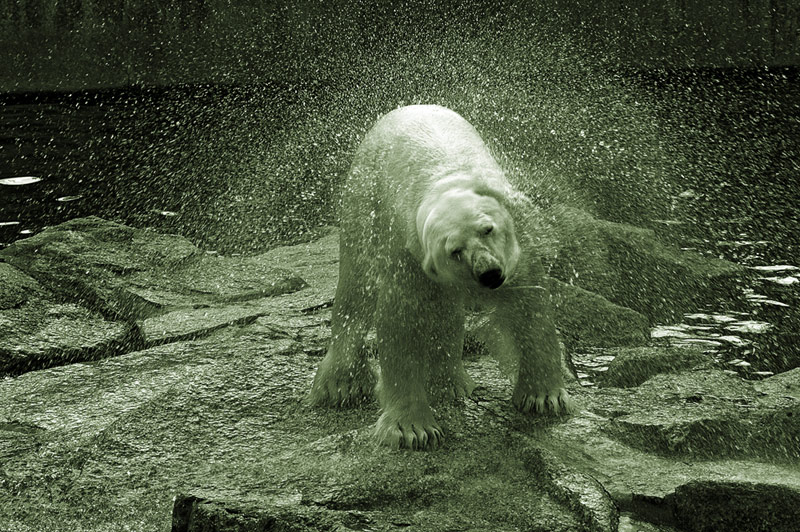 Eisbär shake