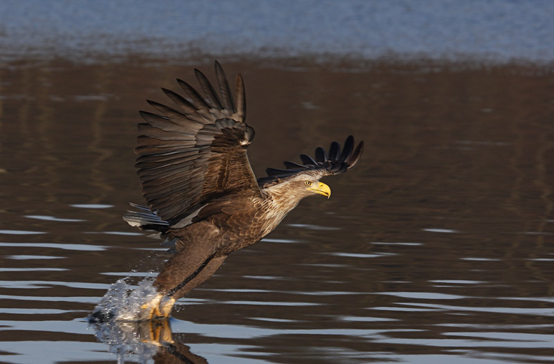 ...und noch ein Seeadler