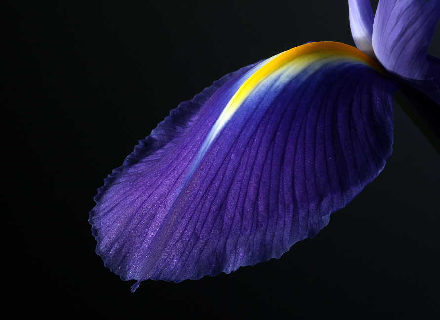 Iris