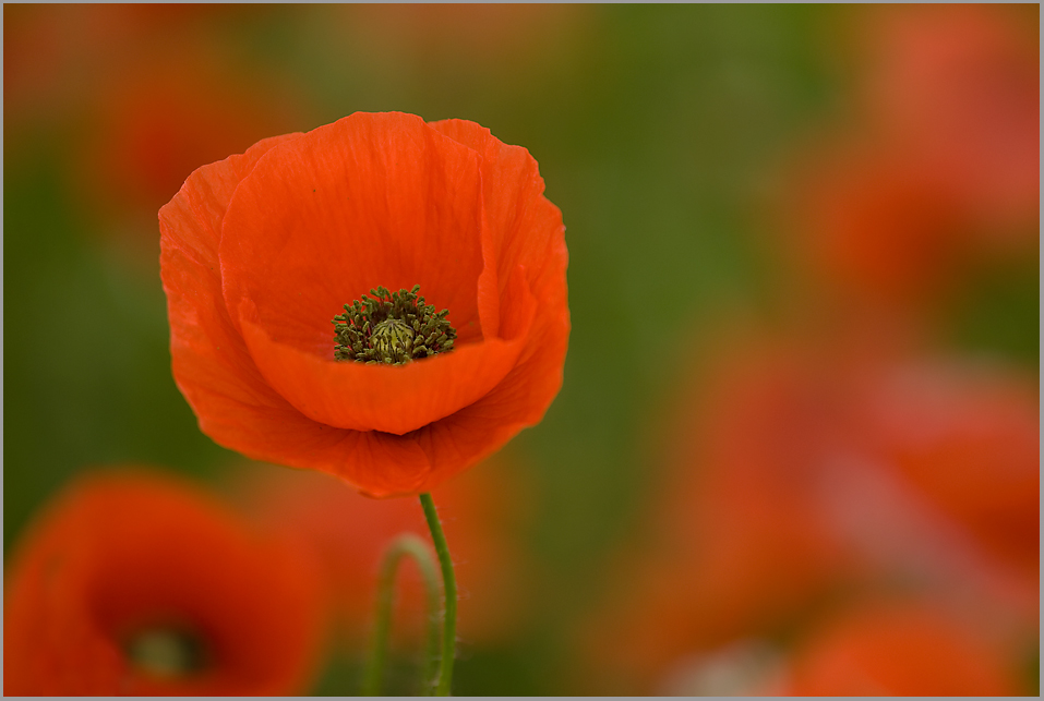 Mohn