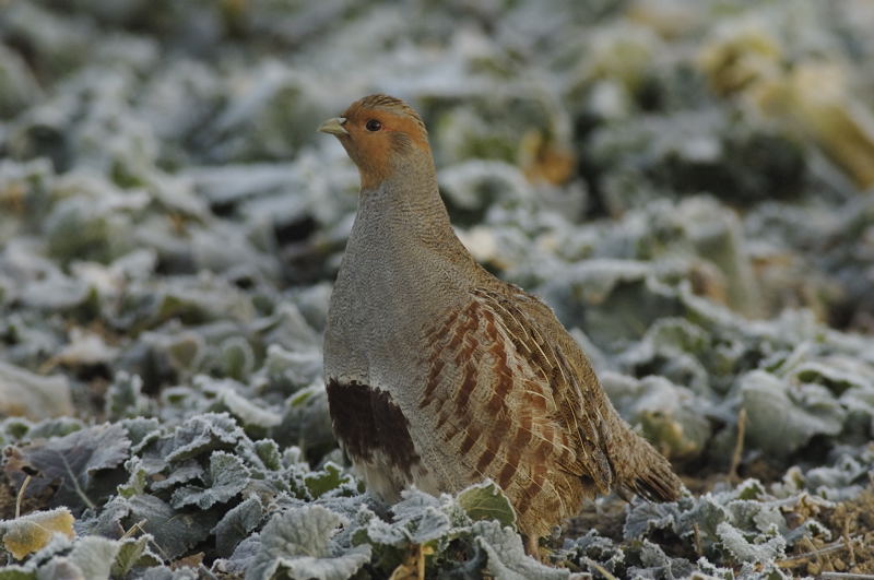 Rebhuhn (Perdix perdix) RL