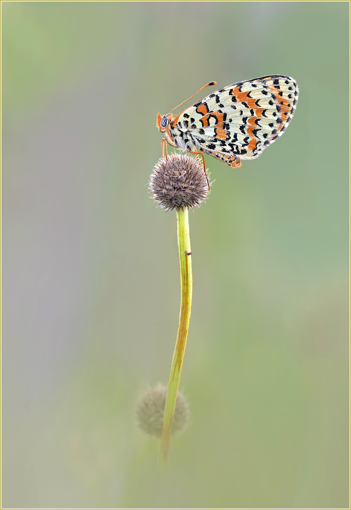 *Melitaea didyma*