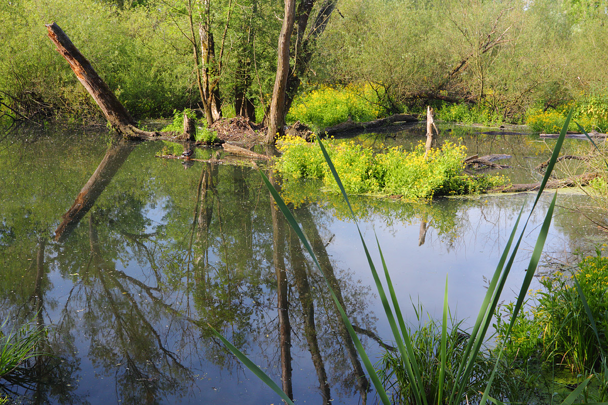Wildnis Flussaue