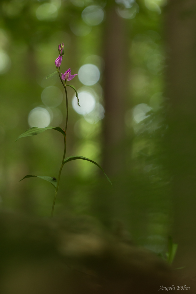 Beauty  im dunklen Walde...