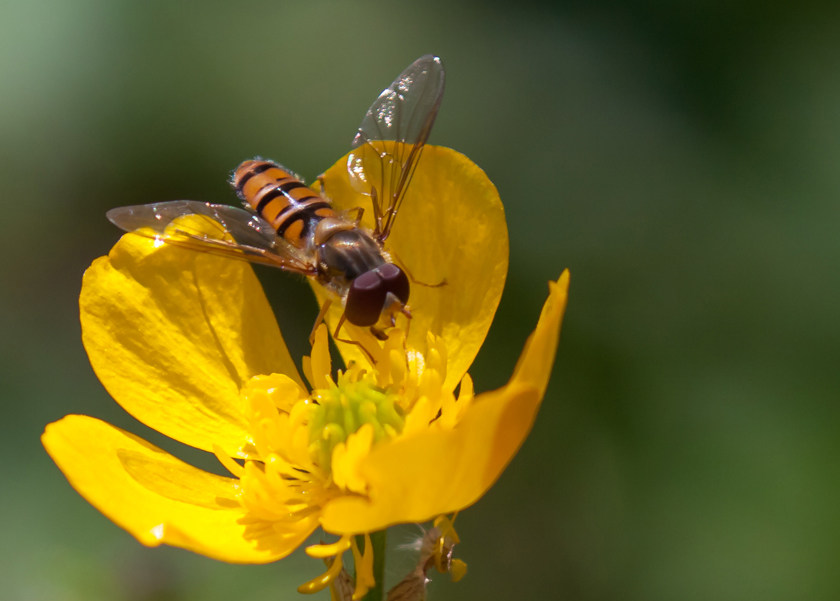 Hainschwebfliegen-Männchen