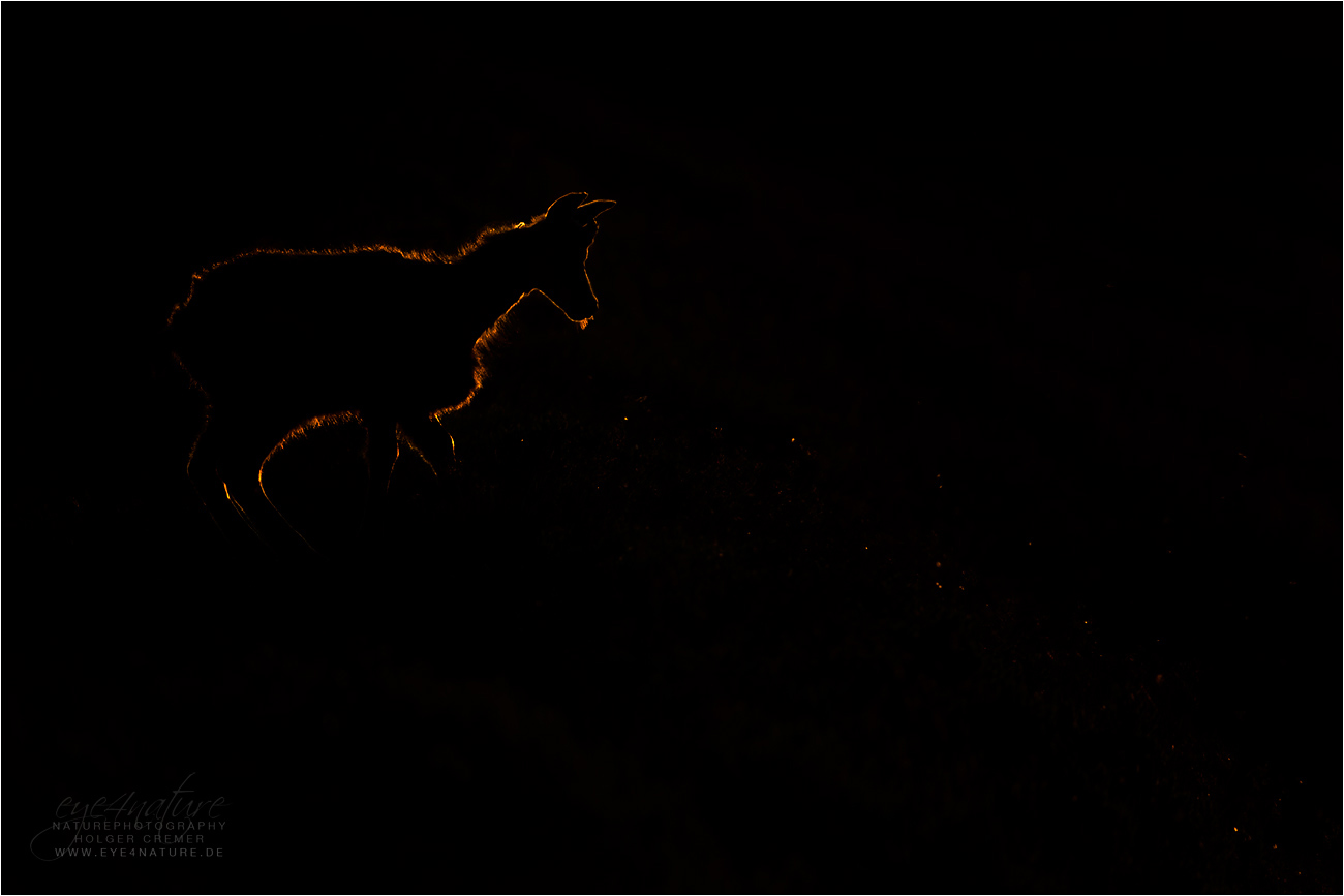Gams Silhouette
