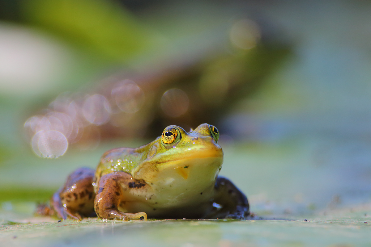 Die Wasserfroschversammlung