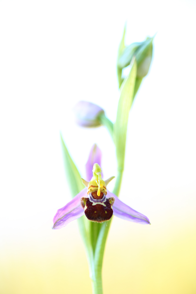 "Bienenportrait"
