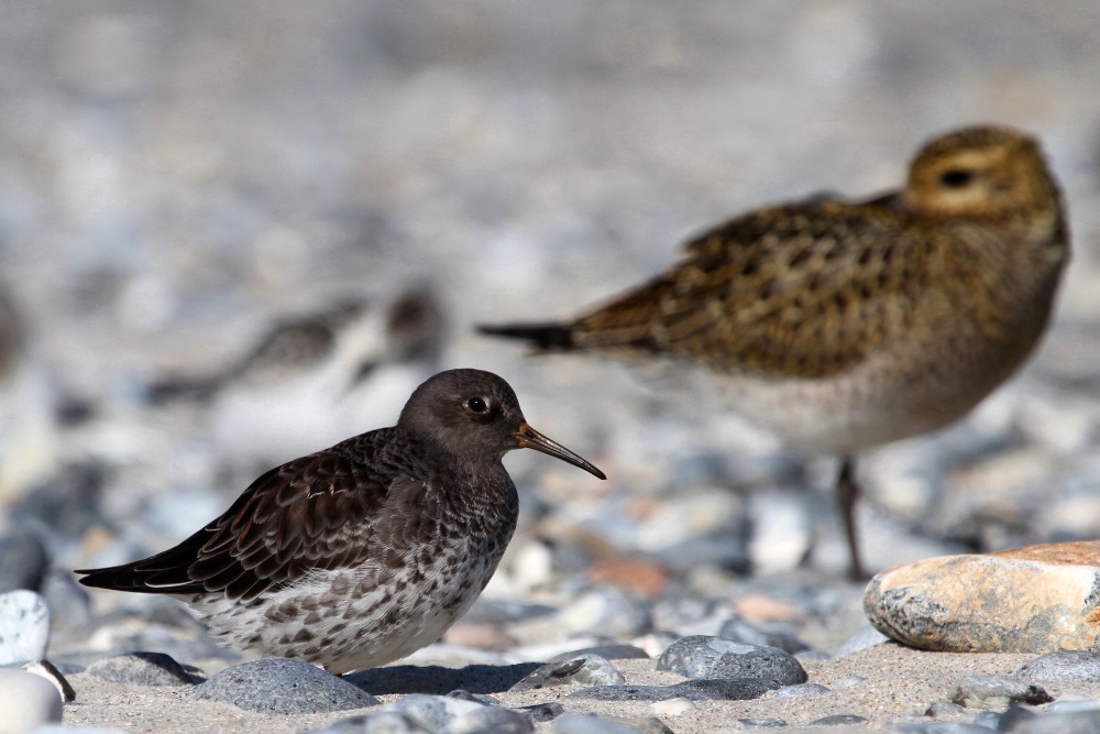 Meerstrandläufer